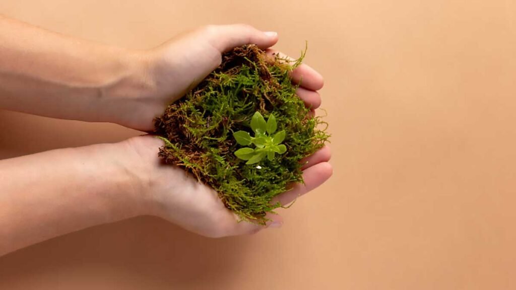 Estratégias de Adaptação para Ecossistemas diante das Mudanças Climáticas