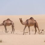 Clima no deserto do Saara por que os extremos desafiam a ciência