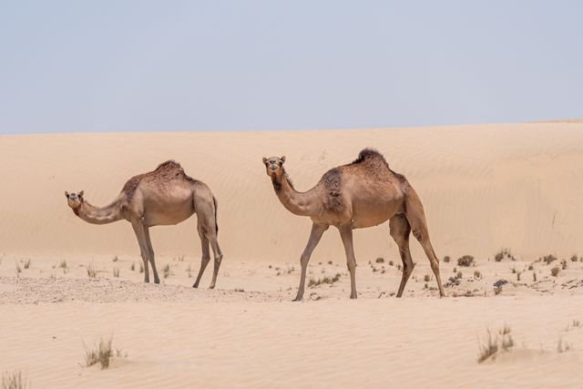 Clima no deserto do Saara por que os extremos desafiam a ciência