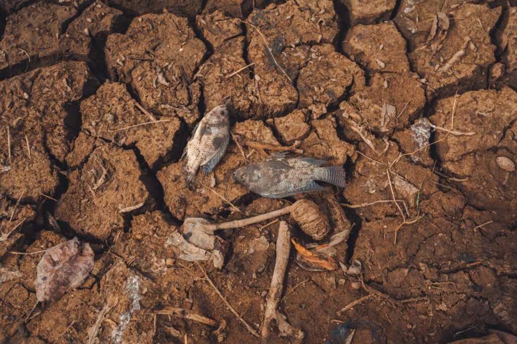 O El Niño causa seca Entenda o impacto real no clima