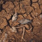O El Niño causa seca Entenda o impacto real no clima
